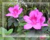 20380309_Rhododendron_index.jpg