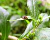 ladybug_index.jpg